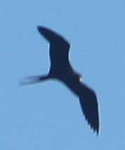 Fregata aquila