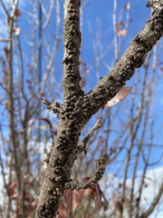 Parthenolecanium corni