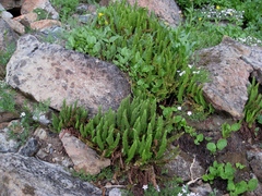 Polystichum lemmonii