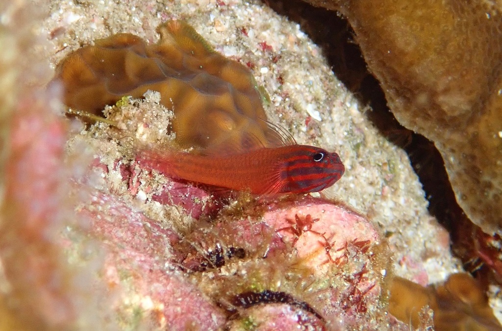 Roodgestreepte dwerggrondel (Trimma striatum) — Gobiidae