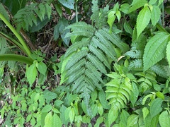 Christella subpubescens