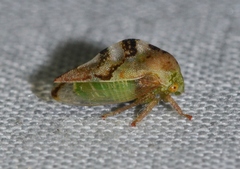 Cyrtolobus fenestratus