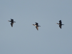 Phalacrocorax carbo