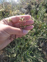 Camelina rumelica