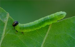 Pristiphora leucopus