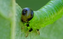 Pristiphora leucopus