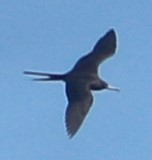 Fregata aquila