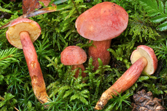 Xerocomellus armeniacus