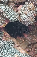 Echinometra vanbrunti