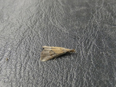 Ophiuche