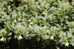 Escallonia myrtilloides