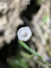 Poronia pileiformis