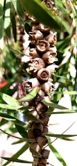 Melaleuca citrina