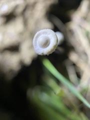 Poronia pileiformis