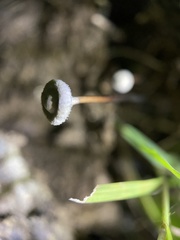 Poronia pileiformis