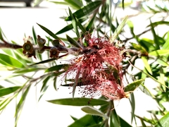 Melaleuca citrina