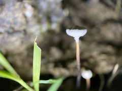 Poronia pileiformis