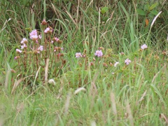 Argyrella phaeotricha