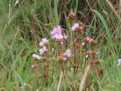 Argyrella phaeotricha