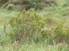 Argyrella phaeotricha