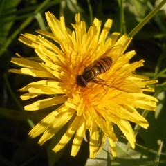 Episyrphus balteatus