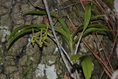 Epidendrum propinquum