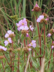 Argyrella phaeotricha
