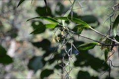 Epidendrum propinquum
