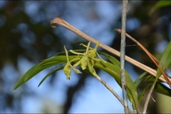 Epidendrum propinquum