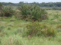 Argyrella phaeotricha