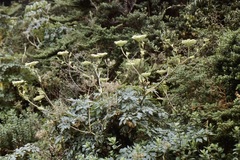 Myrrhidendron donnellsmithii