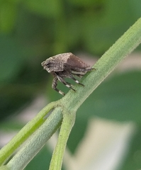 Coptopola cincticrus