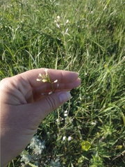 Camelina rumelica