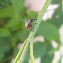 Coptopola cincticrus