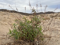 Ambrosia ambrosioides