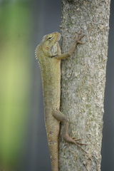 Calotes versicolor