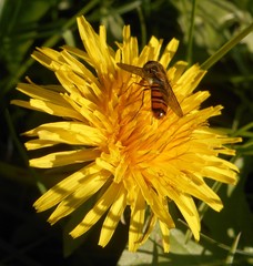 Episyrphus balteatus