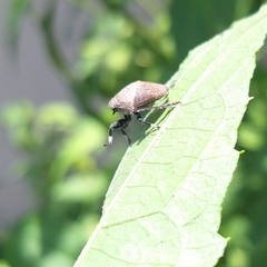 Coptopola cincticrus