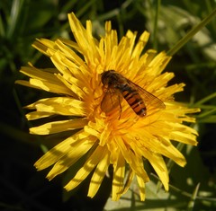 Episyrphus balteatus