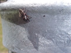 Salticidae