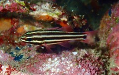 Ostorhinchus angustatus