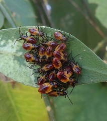 Oncopeltus guttaloides