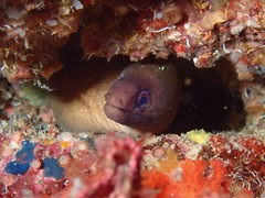 Gymnothorax melatremus