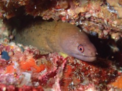 Gymnothorax melatremus