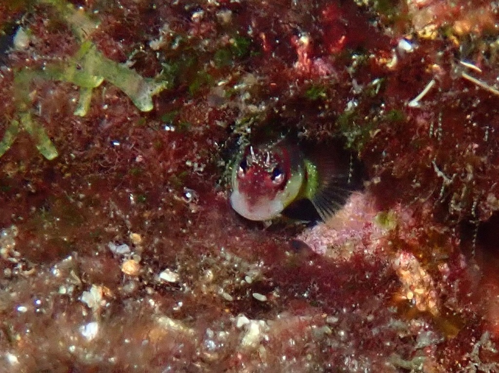 Throatspot Blenny
