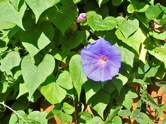 Ipomoea mitchelliae