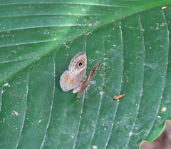 Perophthalma tullius