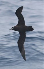 Procellaria conspicillata
