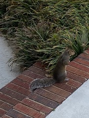 Sciurus carolinensis