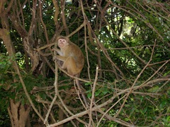 Macaca sinica
